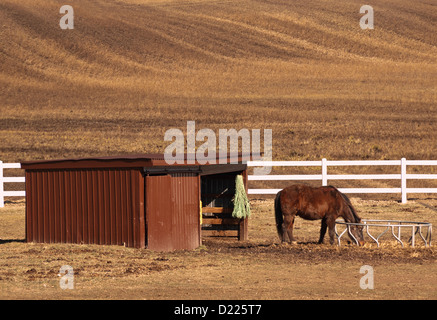 Pferd Essen seine Food-Szene Stockfoto