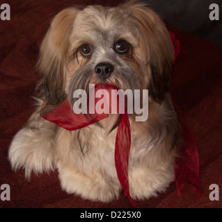 Lhasa Apso Welpe Red Ribbon in Mund halten; 8 Monate alt Stockfoto