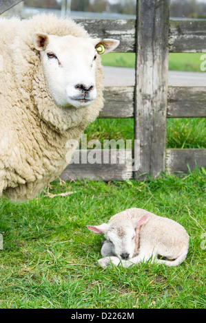 Weißes Schaf mit nur geboren Lamm im Frühjahr Stockfoto