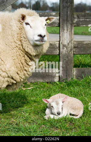 Weiße Schafe mit Lämmchen im Frühjahr Stockfoto