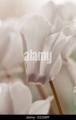 Blumenstrauß weiße Alpenveilchen Pflanze mit invertierten Blütenblätter zeigen nach oben, während die Blume Felge Gesicht nach unten zeigt Stockfoto