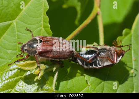 Maikaefer (Melolontha Melolontha) Maikäfer, Maikäfer • Baden-Württemberg, Deutschland Stockfoto