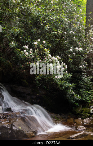 Rhododendron Blüte neben Laurel fällt, einen Wasserfall in den Smokey Mountains. Stockfoto