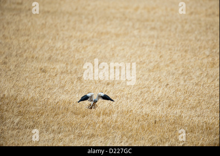 Männliche Wiesenweihe (Circus Pygargus) Maennchen Montague Harrier • Bayern, Deutschland Stockfoto