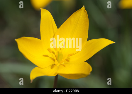 Wild-Tulpe, Weinberg-Tulpe (Tulipa Sylvestris) Wilde Tulpe • Bayern, Deutschland Stockfoto