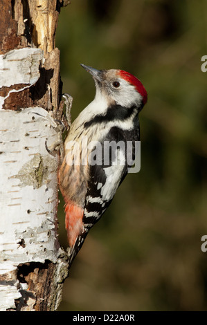 Mittelspecht (Dendrocopos Medius, Picoides Medius) Middle spotted Woodpecker • Baden-Württemberg, Deutschland Stockfoto