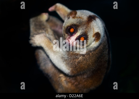 BENGAL SLOW LORIS (Nycticebus bengalensis) Thailand. Gefährdete Arten. Kontrollierte Bedingungen Stockfoto