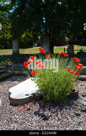 Wilde rote Mohnblumen neben einem gefallenen Grabstein. Friedhof in Christchurch, Canterbury, Südinsel, Neuseeland Stockfoto
