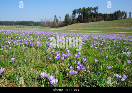 Fruehlings-Krokus, Fruehlings-Safran-Krokus • Mittelfranken, Bayern, Deutschland Stockfoto