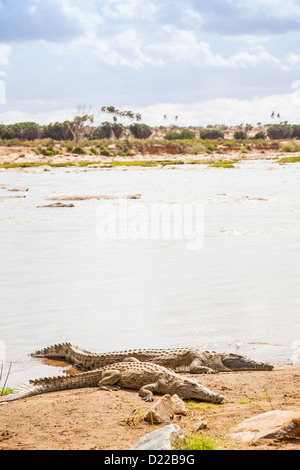 Kenia, Tsavo East National Park. Krokodile verbinden die letzte Sonne vor dem Sonnenuntergang Stockfoto