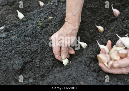 Ältere Frau pflanzt Knoblauch Stockfoto