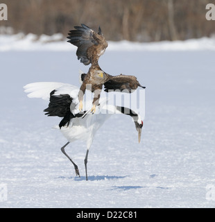 Seeadler im Flug mit roten gekrönten aka japanische Kran auf einem schneebedeckten Feld in der Nähe von Akan auf Hokkaido, Japan. Stockfoto