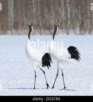 Zwei rote gekrönt aka japanische Kraniche Grus Japonensis auf einem schneebedeckten Feld mit Fischen im Schnabel/Schnabel in der Nähe von Akan in Hokkaido, Japan Stockfoto