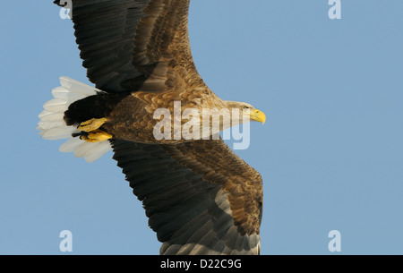 Seeadler mit Fisch und fliegen über Treibeis am Meer Othosk hinunter die Küste Nord-östlichen Hokaido Japan Stockfoto