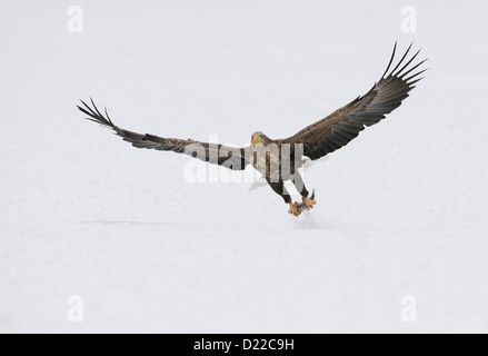 Seeadler mit Fisch und fliegen über Treibeis am Meer Othosk hinunter die Küste Nord-östlichen Hokaido Japan Stockfoto