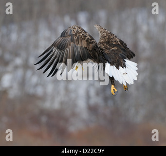 Seeadler mit Fisch und fliegen über das schwimmende Eis am Meer Othosk hinunter die Küste von Nord-Ost Hokaido, Jap Stockfoto