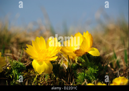 Fruehlings-Adonisroeschen – Frühjahr Adonis • Bayern, Deutschland Stockfoto