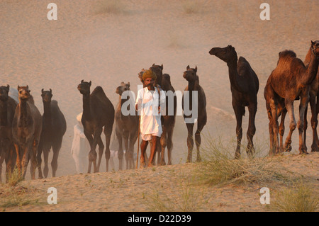 Kamel Herder Wandern mit Kamelen in Richtung Pushkar Camel Fair Stockfoto