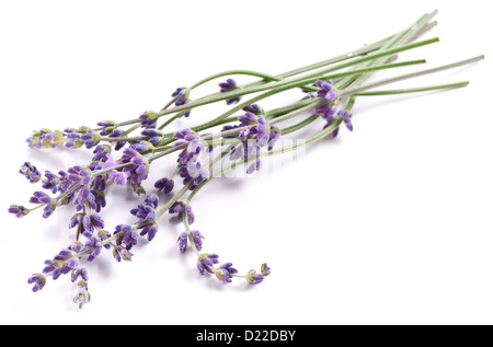 Haufen von Lavendel auf einem weißen Hintergrund. Stockfoto