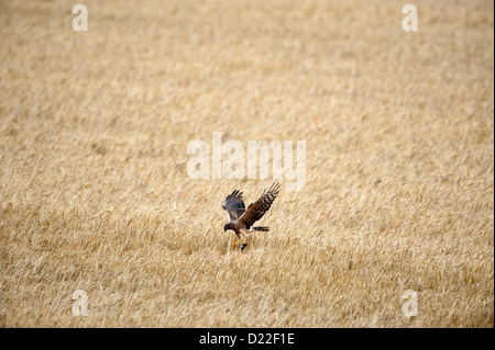 Wiesenweihe (Circus Pygargus) Weibchen Montague Harrier, weibliche • Bayern, Deutschland Stockfoto