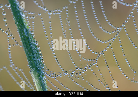 Wassertropfen auf Spinnennetz oder Spinnennetz und Grashalm mit grünem Hintergrund Stockfoto