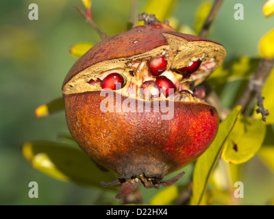 Granatapfel-Frucht am Baum geknackt Stockfoto