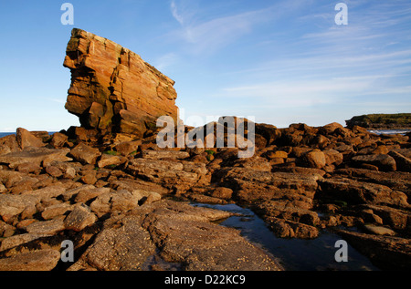 Ein Meer Stack Felsformation bekannt als Charlies Garten, Collywell Bay, Seaton Schleuse, Northumberland, England, UK Stockfoto