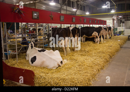 Kuh am New York State Fair Stockfoto