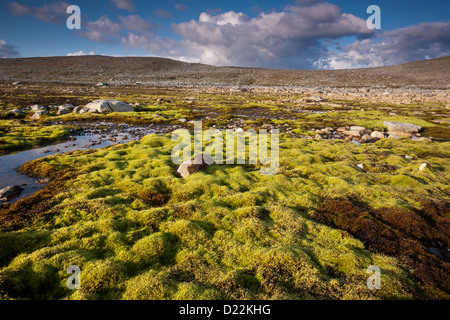 Grünes Moos Teppich in der Nähe von Snøheim im Dovrefjell Nationalpark, Norwegen. Stockfoto