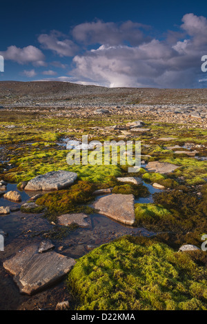 Grünes Moos Teppiche in der Nähe von Snøheim im Dovrefjell Nationalpark, Norwegen. Stockfoto