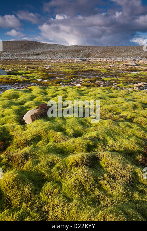 Grünes Moos Teppich in der Nähe von Snøheim, im Dovrefjell Nationalpark, Norwegen. Stockfoto