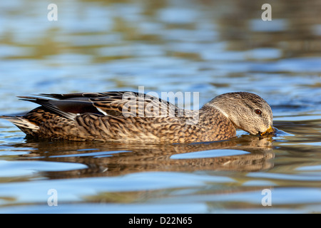 Anas Platyrhynchos, Stockente. Wildvögel in einen natürlichen Lebensraum. Tierfotografie. Stockfoto