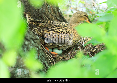 An den Ufern des Flusses hatte teilweise domestizierte Stockenten verschachtelt. Anas Platyrhynchos, Stockente. Stockfoto