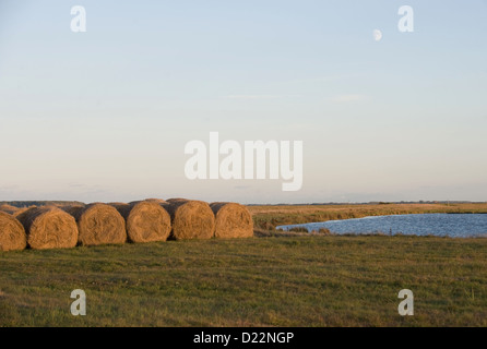 Kloster Hiddensee, Deutschland, Strohballen auf einem Feld Stockfoto