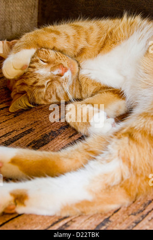 Ein Ingwer & White Kater auf dem Sofa schlafen Stockfoto