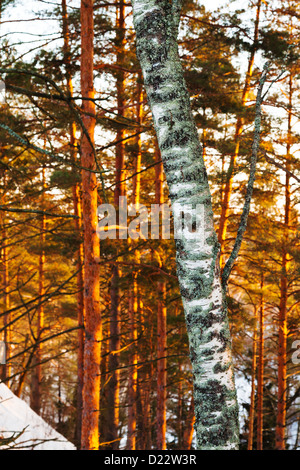 Birken Sie Stamm und Kiefern im Wald bei Sonnenuntergang gelb winter Stockfoto