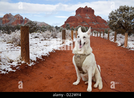 Weiße Schäferhund auf dem Bell Rock Weg im Winter, mit Bell Rock in Ferne Stockfoto