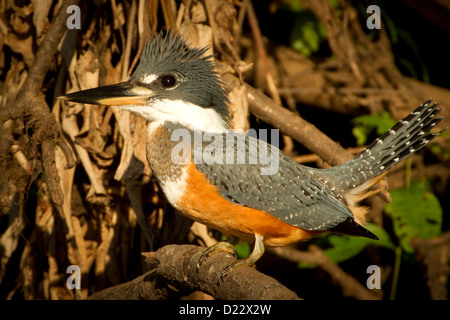 Beringter Eisvogel Portrait Stockfoto