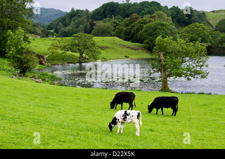 Landschaft-Komposition. Drei Kühe grasen auf das Feld neben einer Tarn. Hügel in der Ferne. Stockfoto