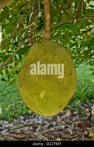 Jackfruit auf Zweig 'Artocarpus heterophyllus '. Stockfoto