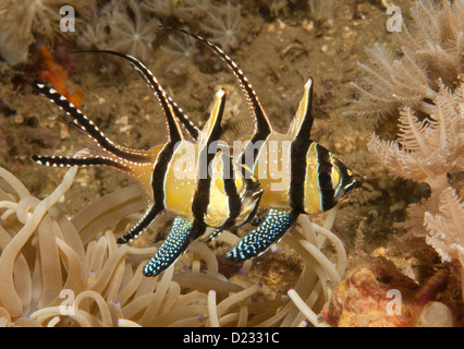 Banggai Cardinalfish (Pterapogon Kauderni), aus Manado, Nord-Sulawesi, Indonesien Stockfoto