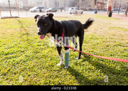 Hund mit Gipsbein Stockfoto