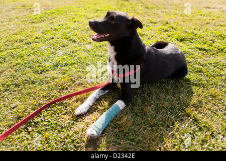 Hund mit Gipsbein Stockfoto