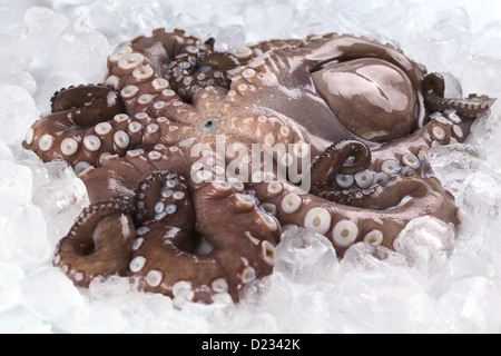 Komplette Roh und frisch Tintenfisch mit Kopf nach wie vor auf dem fotografierten auf Eis (selektiven Fokus, Fokus auf den Mund und Umgebung) Stockfoto