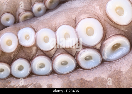 Saugnäpfe (Saugnäpfe) auf den Tentakeln einer rohen Krake (selektiven Fokus, Fokus auf die unteren mittleren Saugnäpfe) Stockfoto