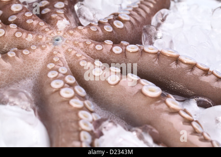 Roh und frisch Tintenfisch Tentakeln fotografiert auf Eis Stockfoto