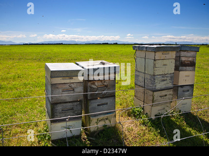 Honig Bienen fliegen um gestapelte Bienenstöcke im ländlichen Canterbury, Südinsel, Neuseeland. Sommer. Stockfoto