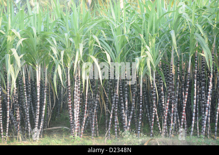 Ein Zuckerrohr Farm am erodieren, Tamil Nadu, Indien Stockfoto