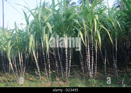 Ein Zuckerrohr Farm am erodieren, Tamil Nadu, Indien Stockfoto