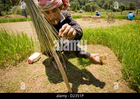 Burmesischen Migranten Mann arbeitet im Reisfeld, in der Nähe von Mae Hong Son, Thailand Stockfoto